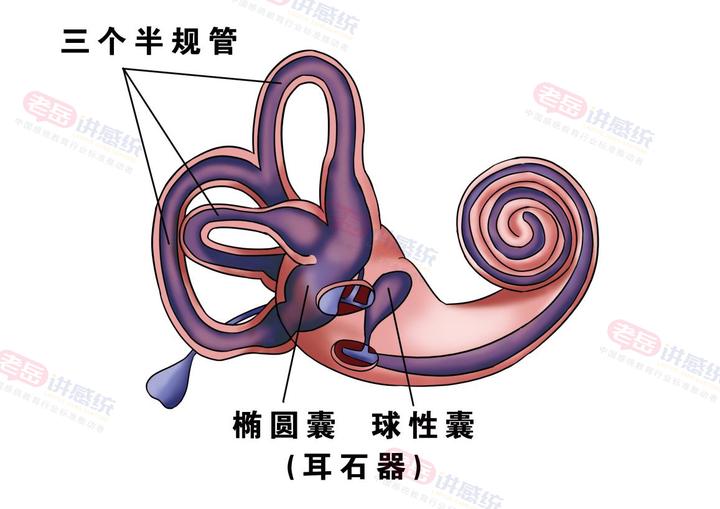 为什么前庭训练一定要旋转？在家怎么做训练？一篇说清 - 知乎