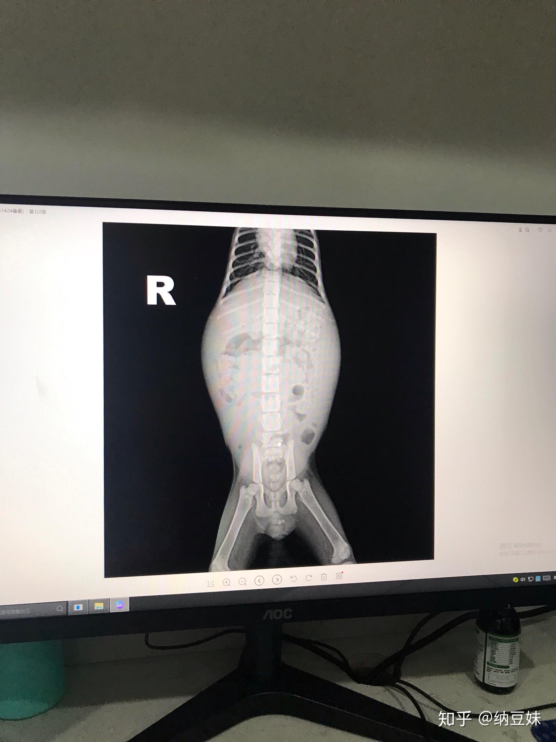猫咪得了猫传腹的治疗过程记录