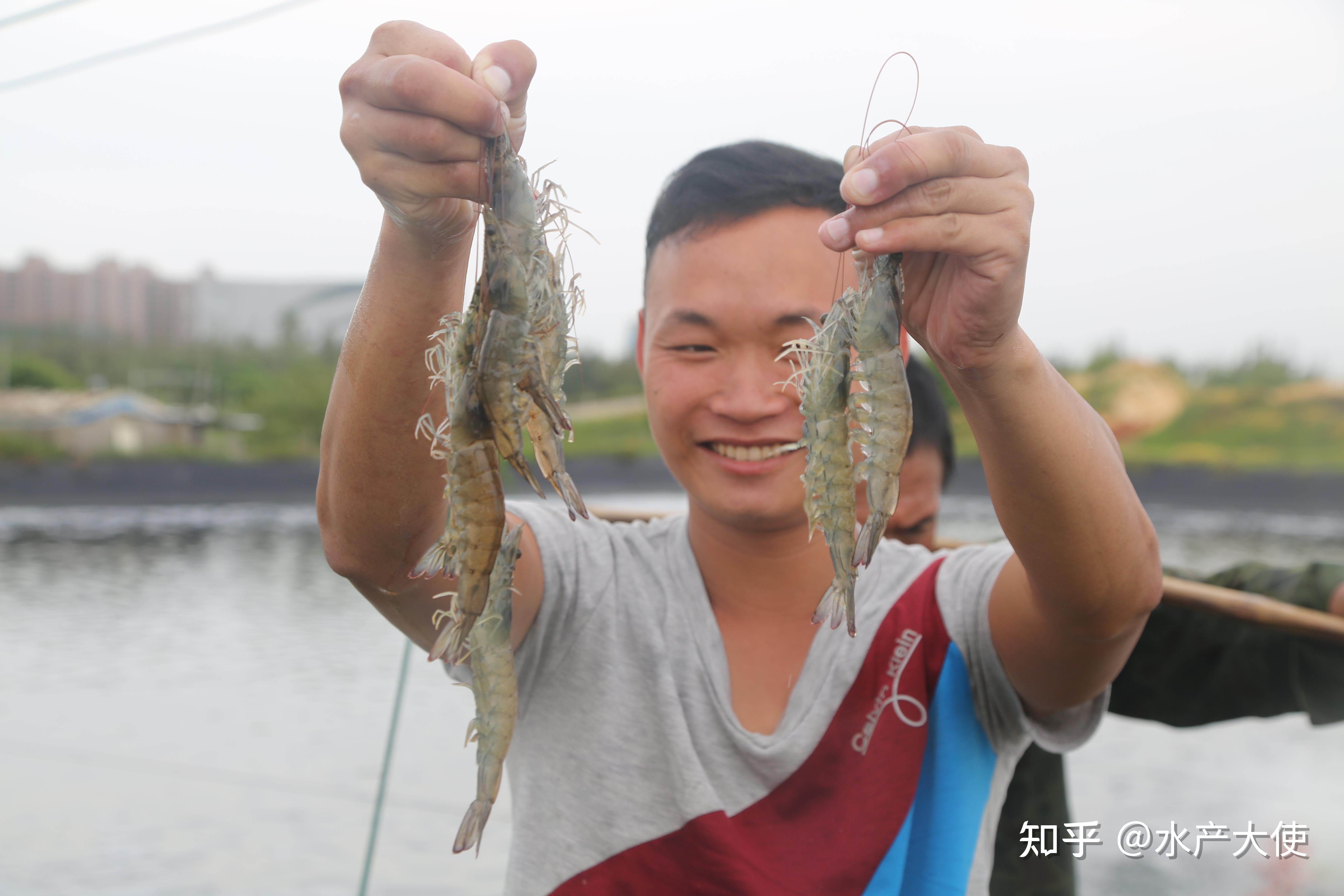 水产大使丨陈梦的双虾套餐安排了中国人一年平均吃不到3斤虾的事实