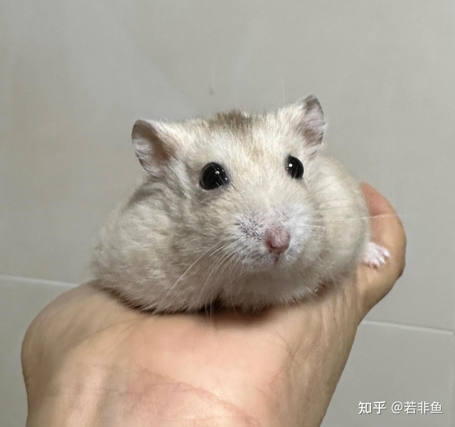 仓鼠和荷兰猪怎么分别?