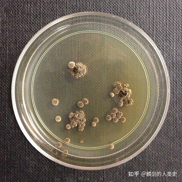 地球生物全系列從單細胞到人類真菌界擔子菌門