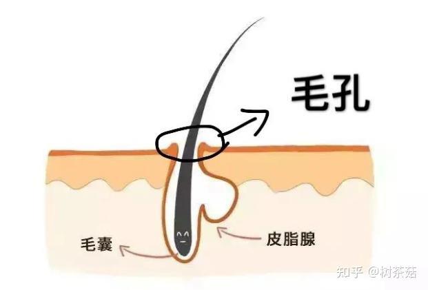 毛孔在我们皮肤最表层,实质为毛囊口,是毛囊和皮脂腺的共同开口.