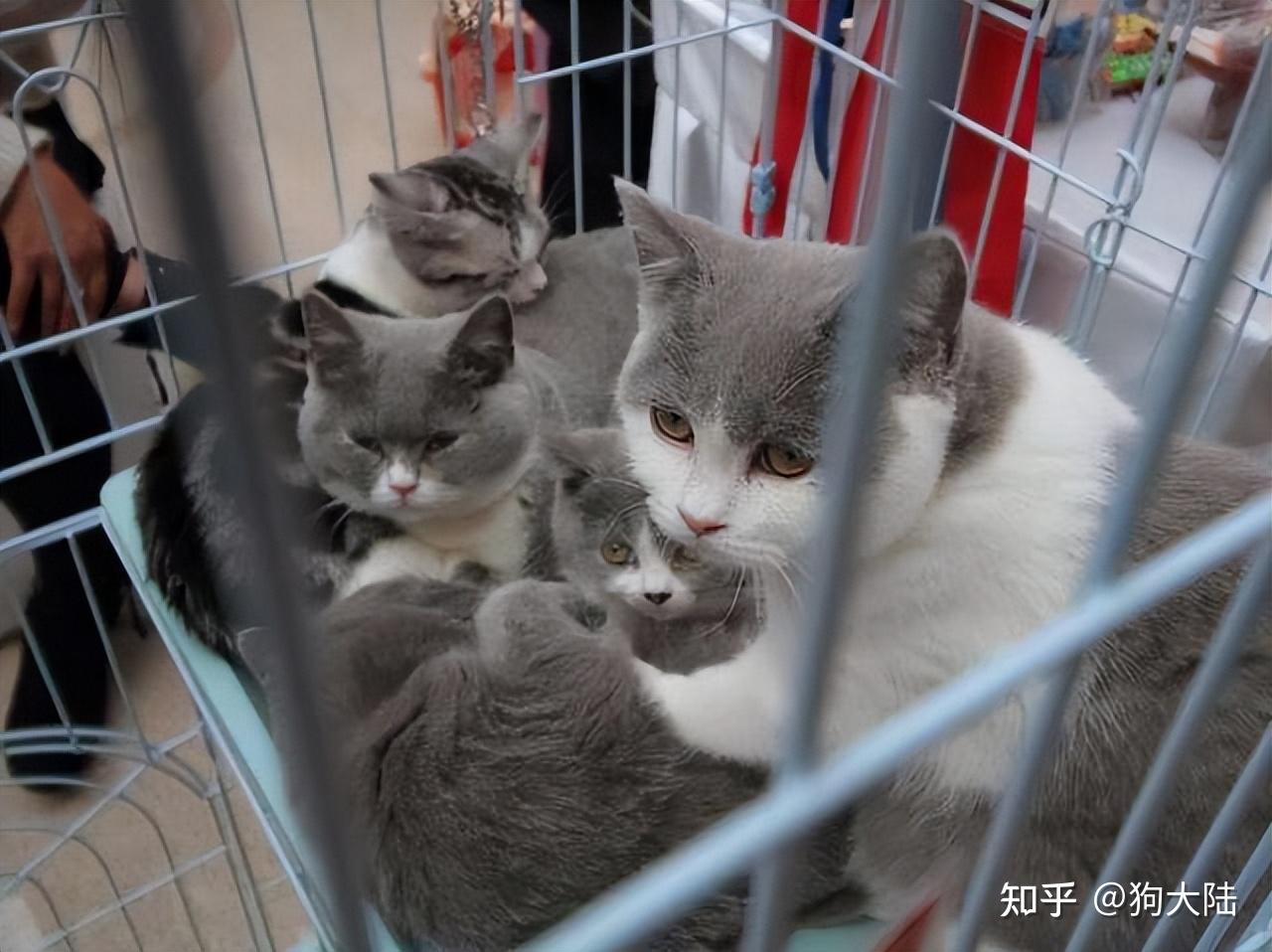 养猫人的忠告:不要轻易养母猫,原因很真实! - 知乎