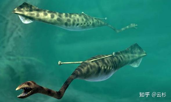 有哪些物种看起来像 AI 生成的，但在自然界真实存在？