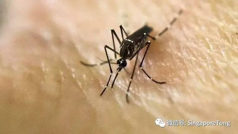 再也不怕伊蚊了全球首个骨痛热症疫苗登陆新加坡