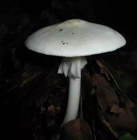 黑色伞状蘑菇图片