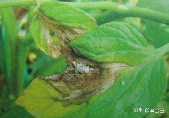 冬季大棚蔬菜常發病害的特徵及解決方案以下總結了5種冬季低溫環境下