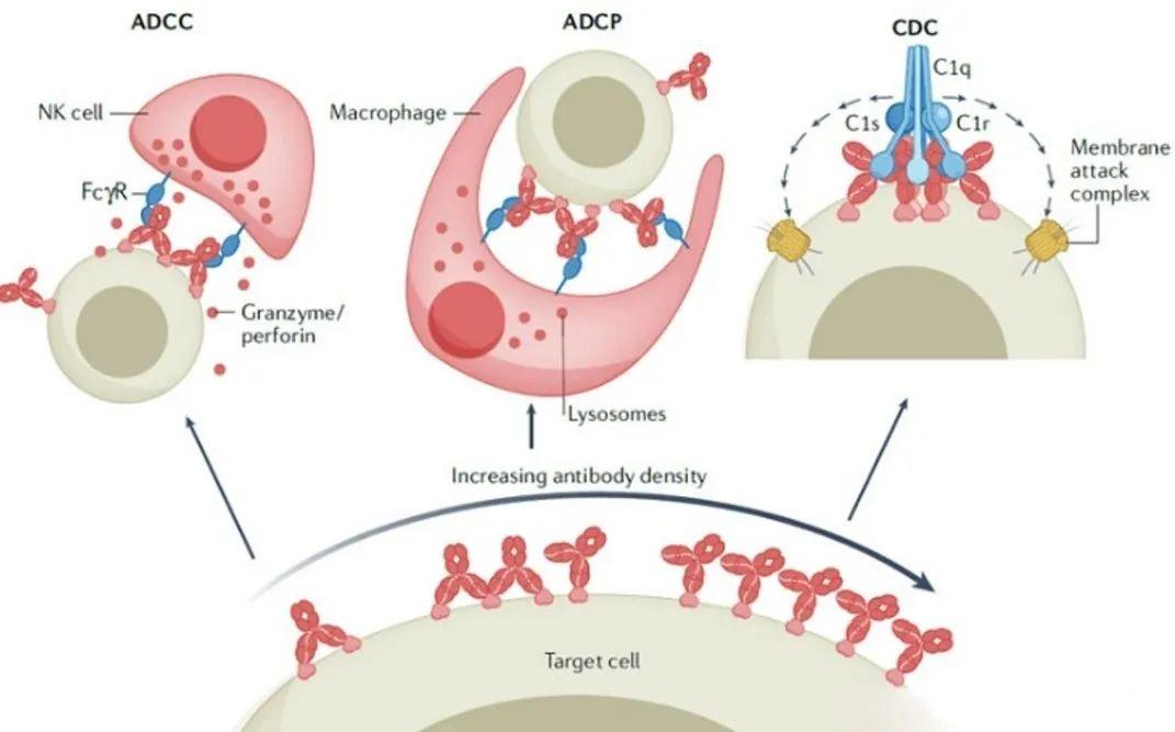 干货分享 | 生物活性检测系列三：ADCC、ADCP与CDC - 知乎