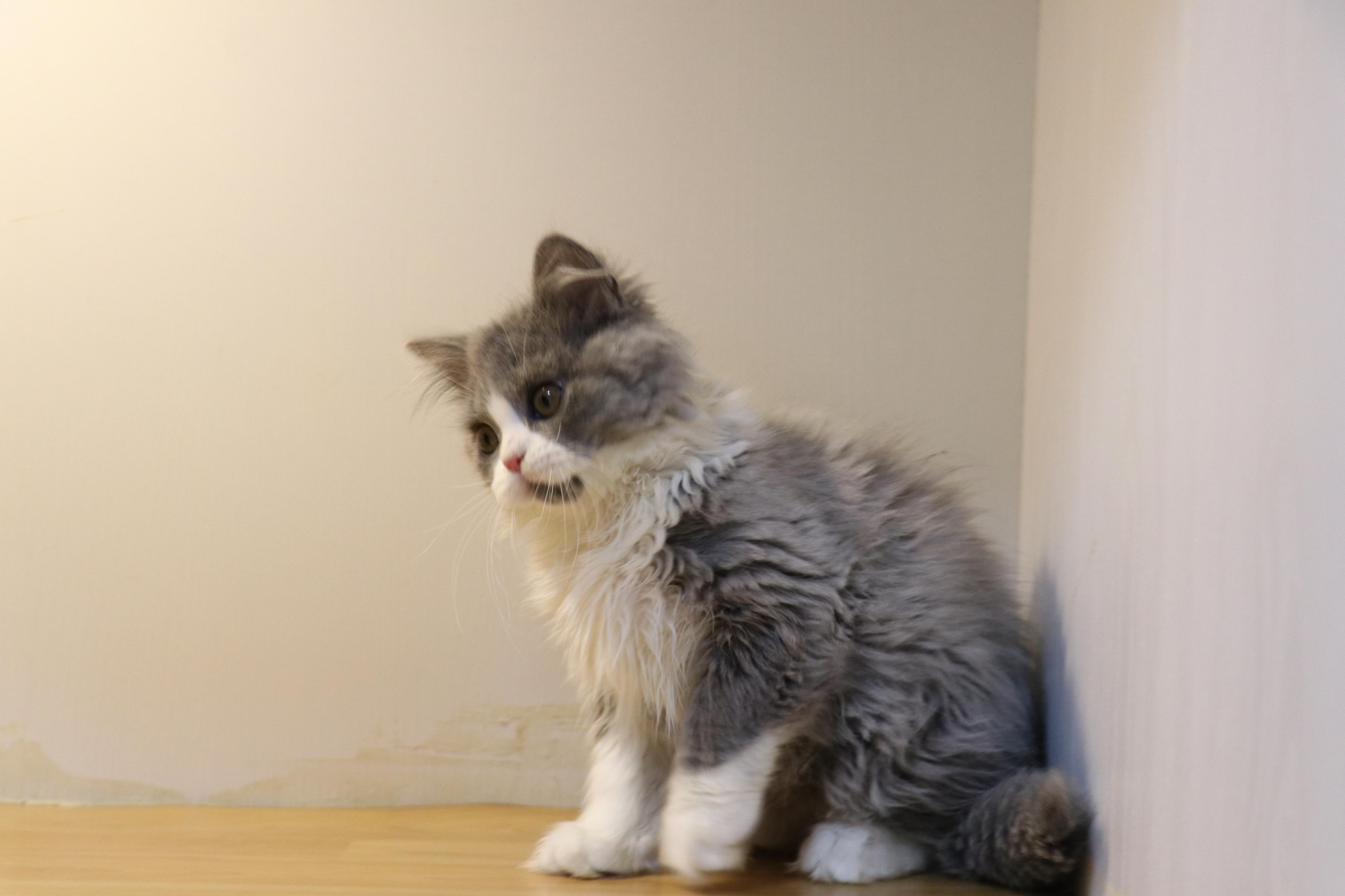 沐米宠物 英国短毛猫 蓝白 母猫 沐米猫舍 英短 - 知乎