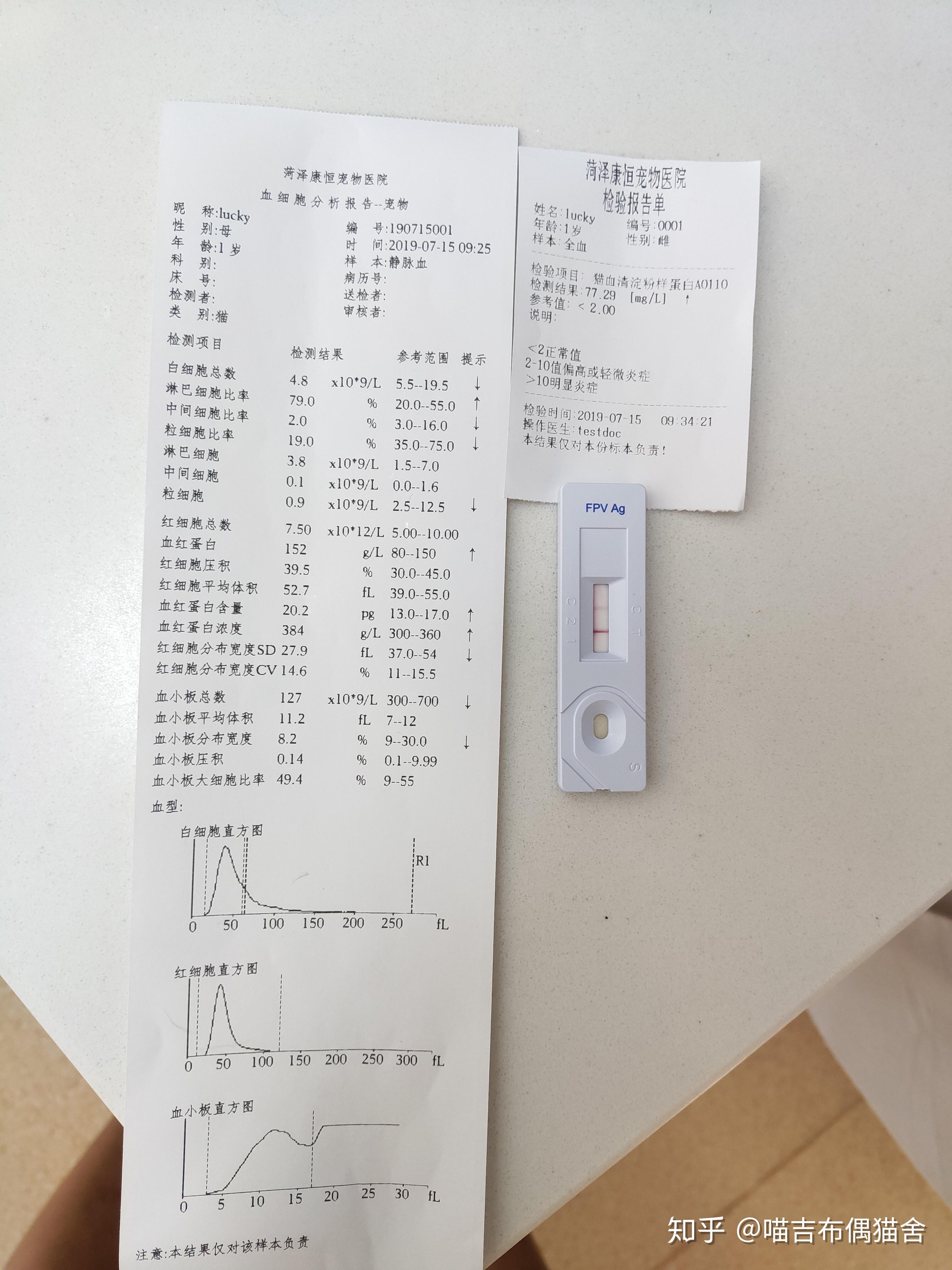 lucky抵抗猫瘟实时记录