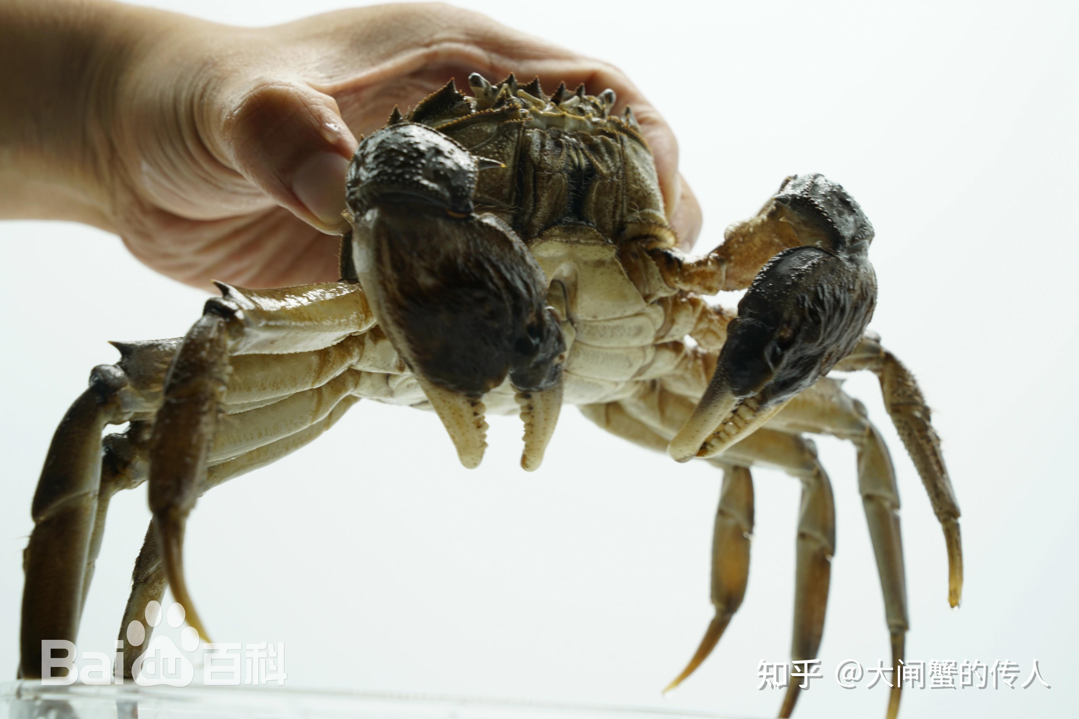 中华绒螯蟹新品种“江海21号”,选育背景,以及它的品种特性 - 知乎