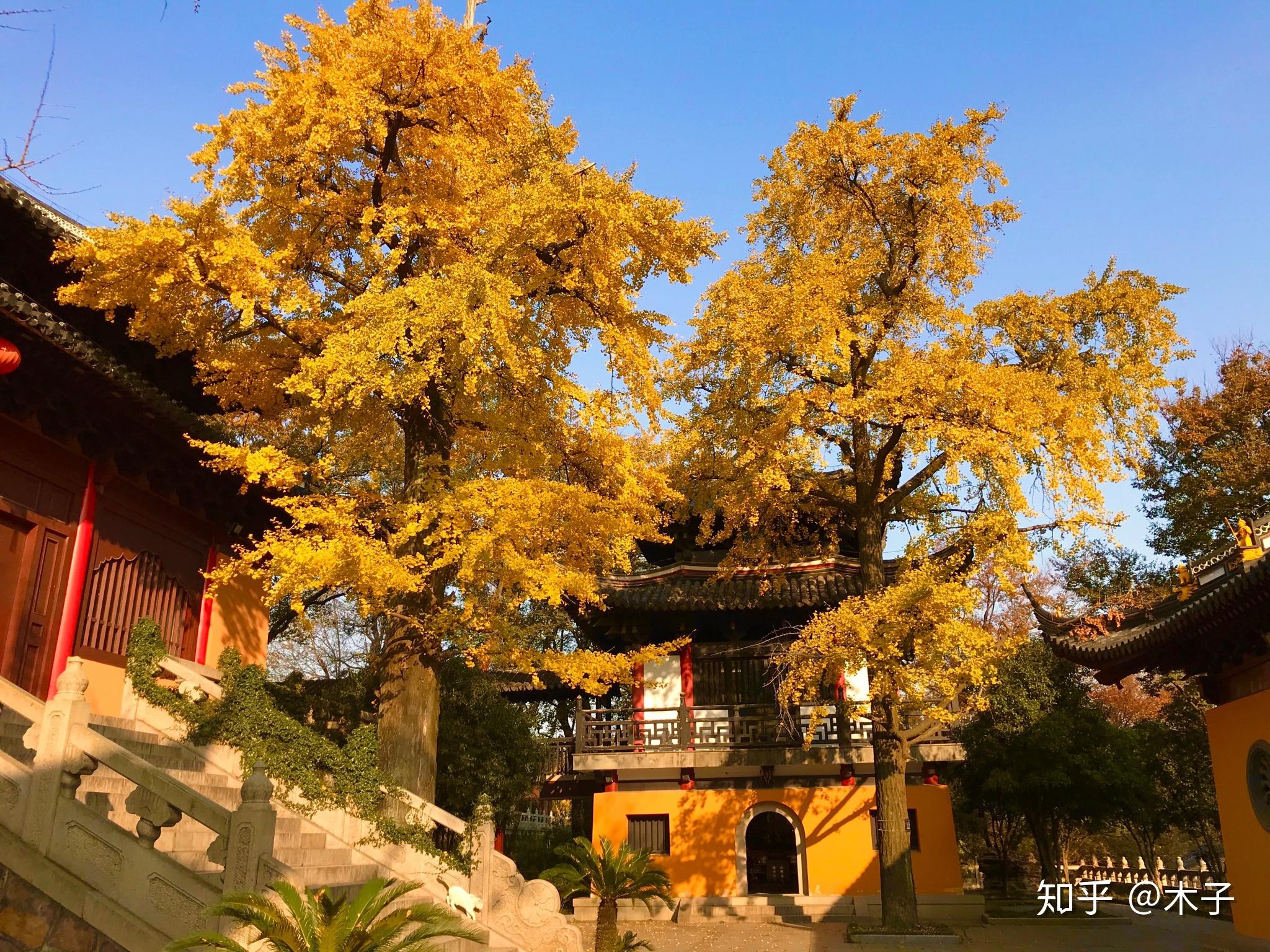 常熟三峰寺裡的銀杏,每年深秋,燦爛綻放生產管理木子