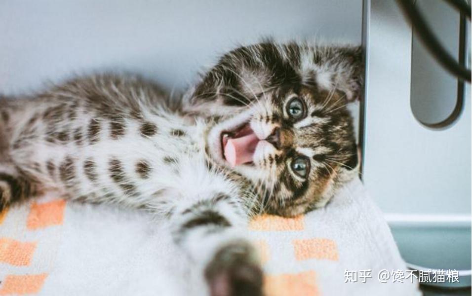 一般母猫会嚎叫,多只公猫为了争夺交配权也会发出嚎叫,而且叫声凄厉