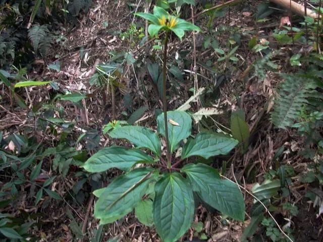 七叶一枝花的功效、作用 - 知乎