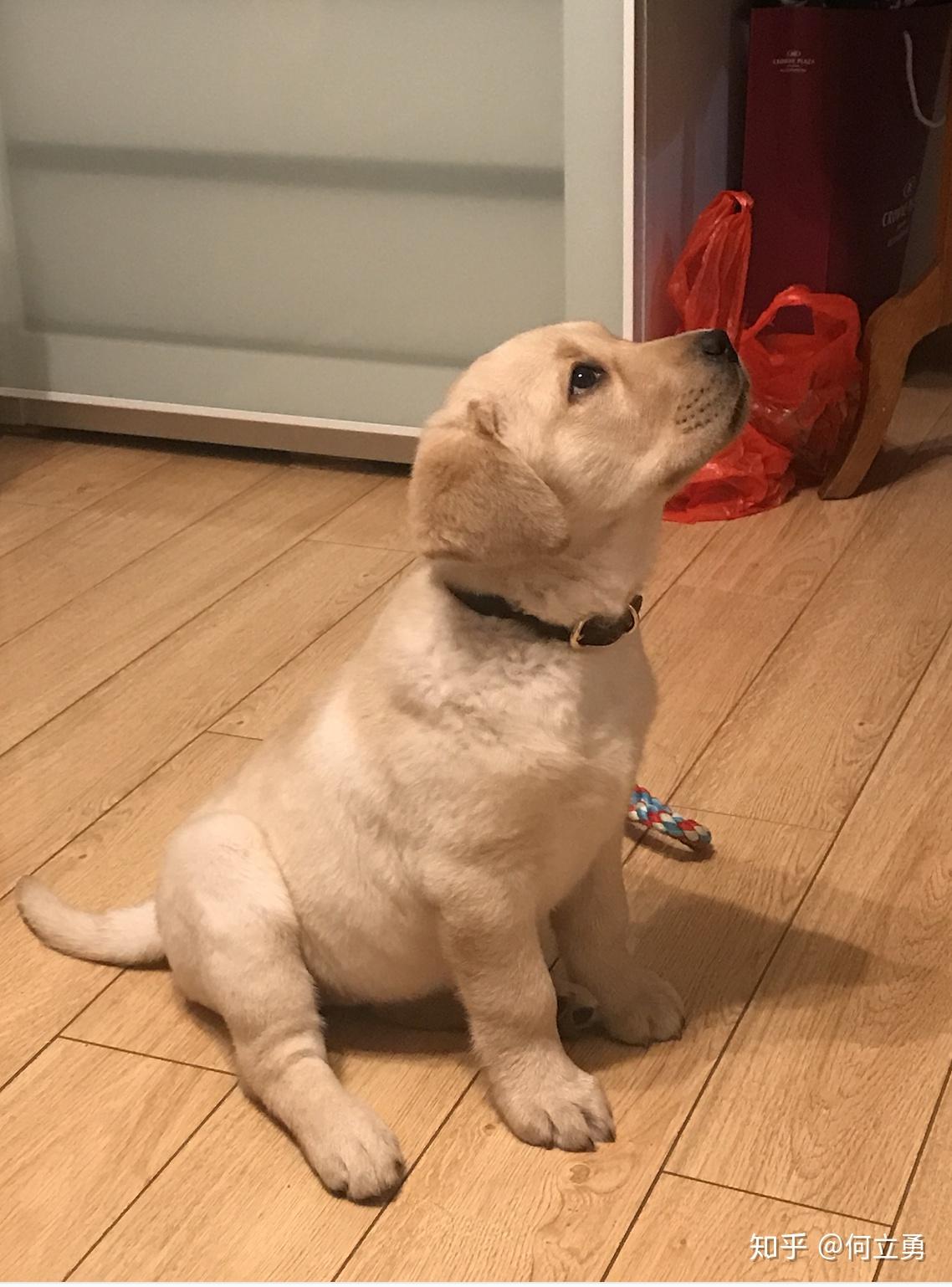 这个是土狗,还是拉布拉多串? - 知乎