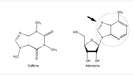 咖啡因的分子式是这样的咖啡因提升工作原理同理也包括能量饮料茶多酚
