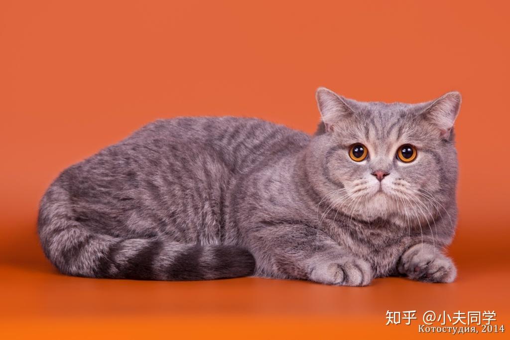 英短毛色大全集(斑纹篇)