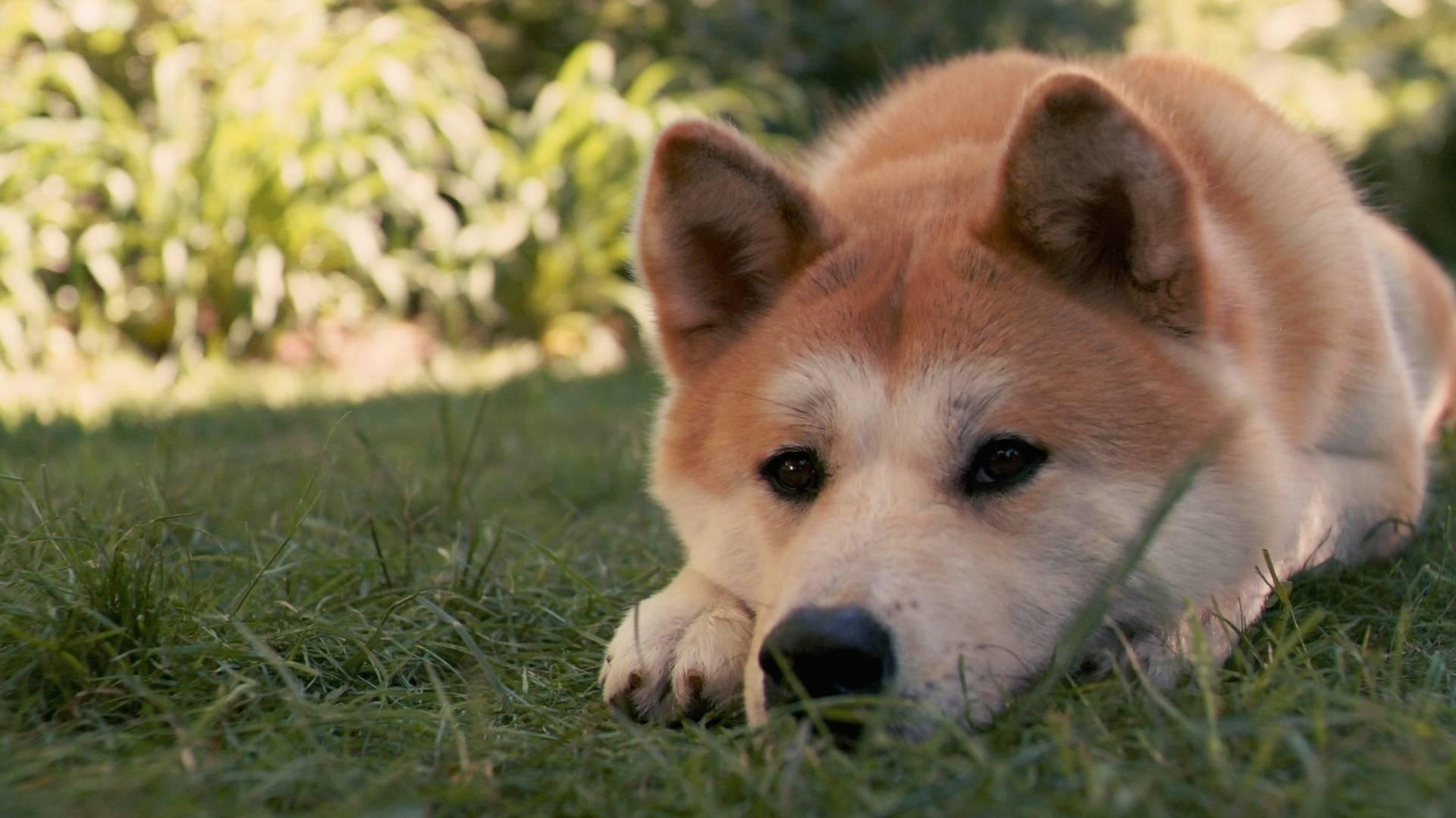 有没有一些柴犬或二哈超可爱的壁纸或头像