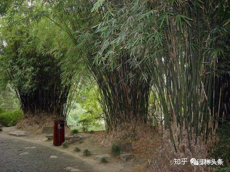 竹子是“草”不是树,带你认识26种竹子! - 知乎