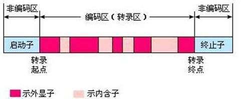 细菌与噬菌体的战争中用过的剑 给我们生 也让我们死 知乎