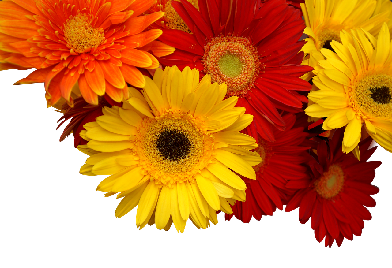 什么颜色菊花代表什么