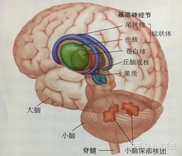 大脑结构指南 - 知乎