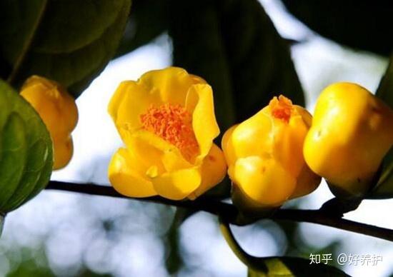 盘点10种常见又名贵的山茶花 知乎