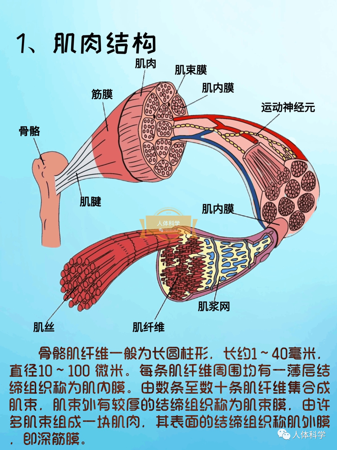 【解剖基础】骨骼肌和肌筋膜认知图解