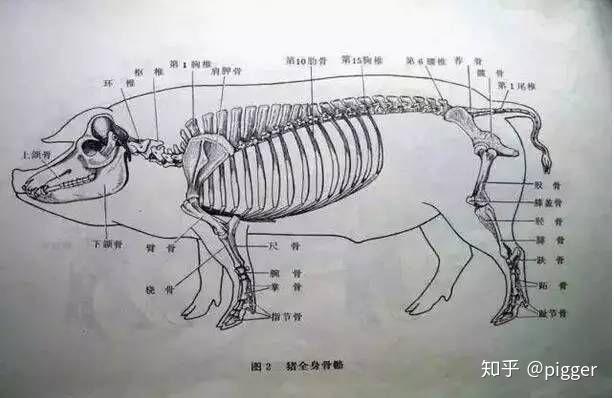另外我还找了一些图片对比,感觉像是身高160左右的男性右腿骨.