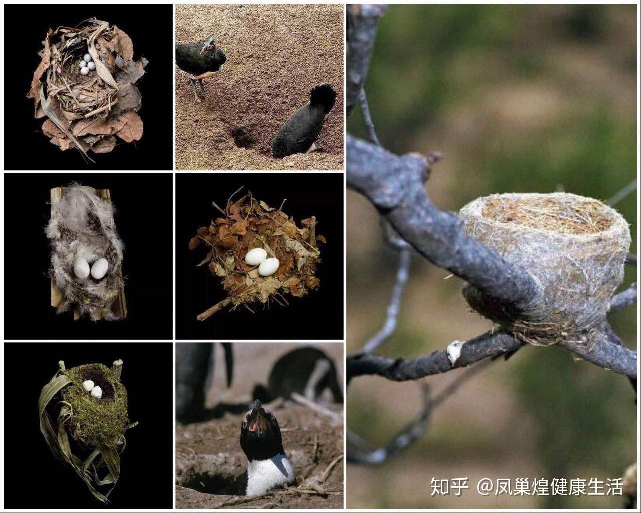 燕窝建筑学之美