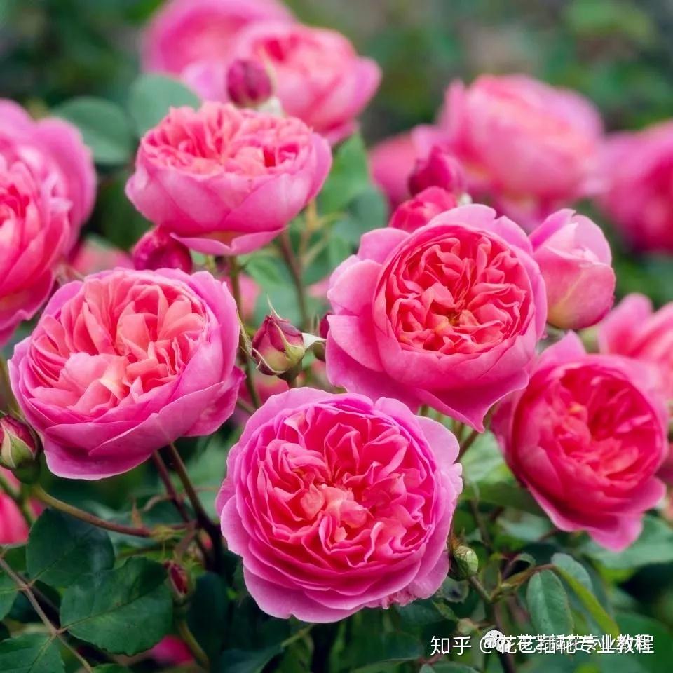 v2-29f53cd4a9f3dc248145a8e8652c99e0_r.jpg