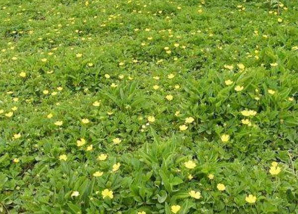 苗木的基础知识 苗木的分类 知乎