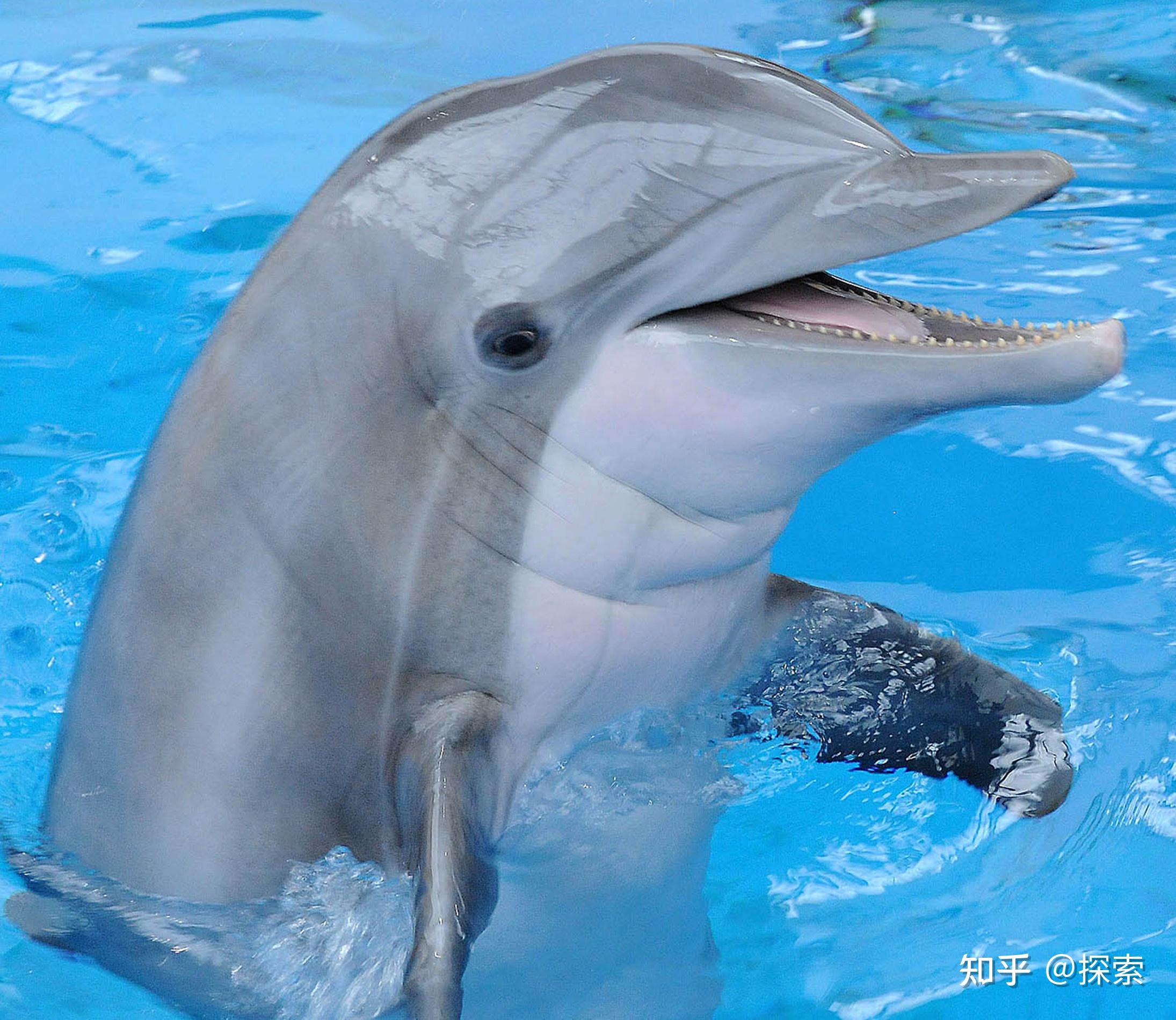 海豚生殖裂图片