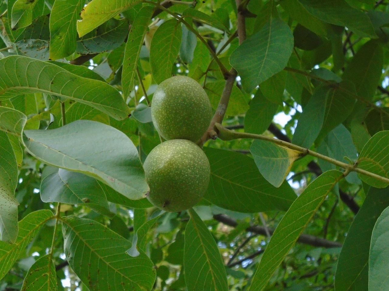 核桃选购技巧分享