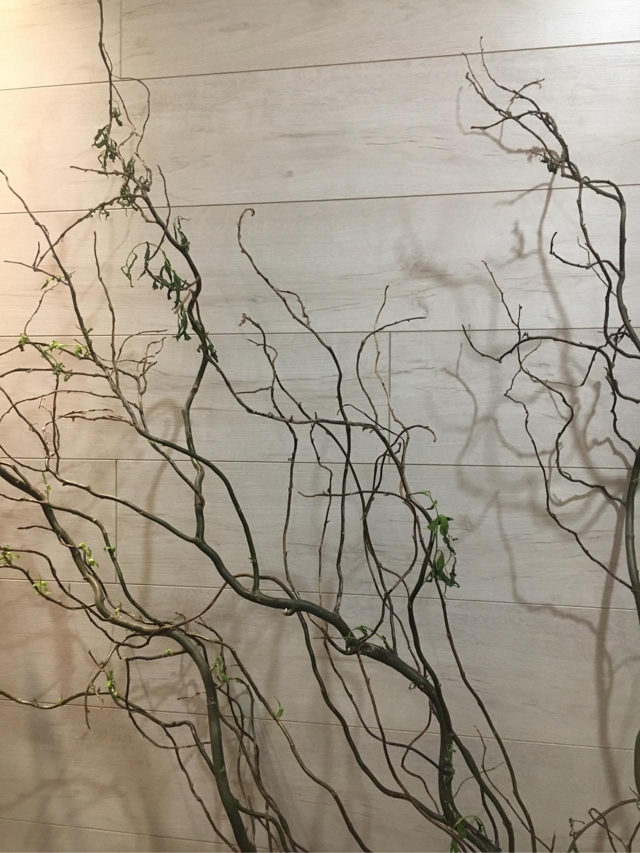 龙柳水培需要如何保养？附图？ - 知乎