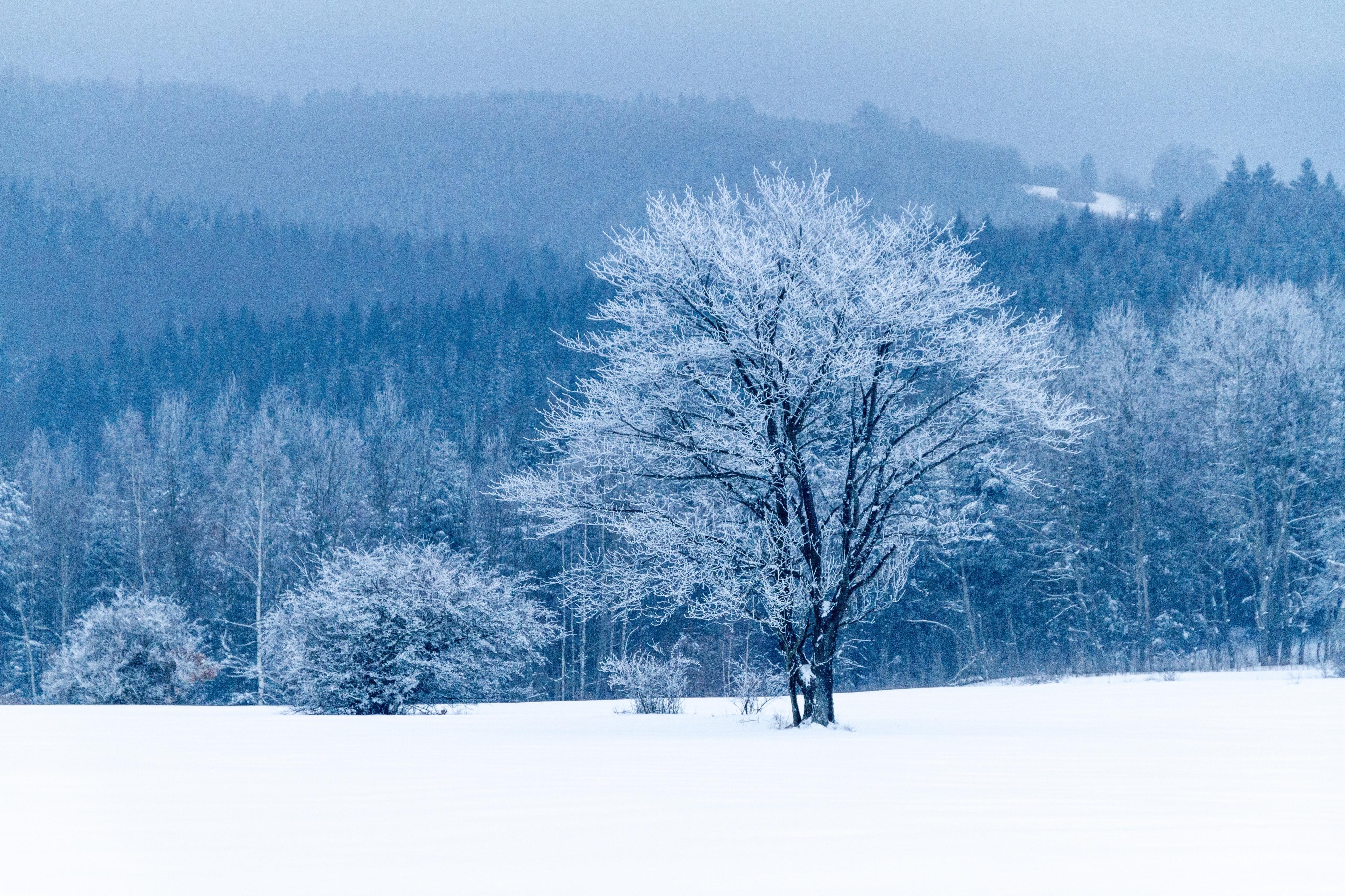 雪中的树冷色风景高清壁纸大全 高清桌面壁纸下载 -找素材网