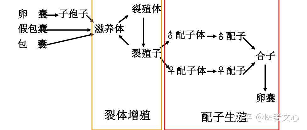 刚地弓形虫