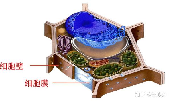 所谓破壁机,就是打破"细胞壁".