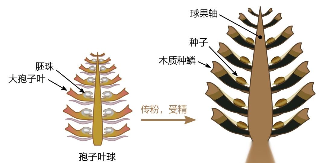 松大孢子叶球纵切标注图片