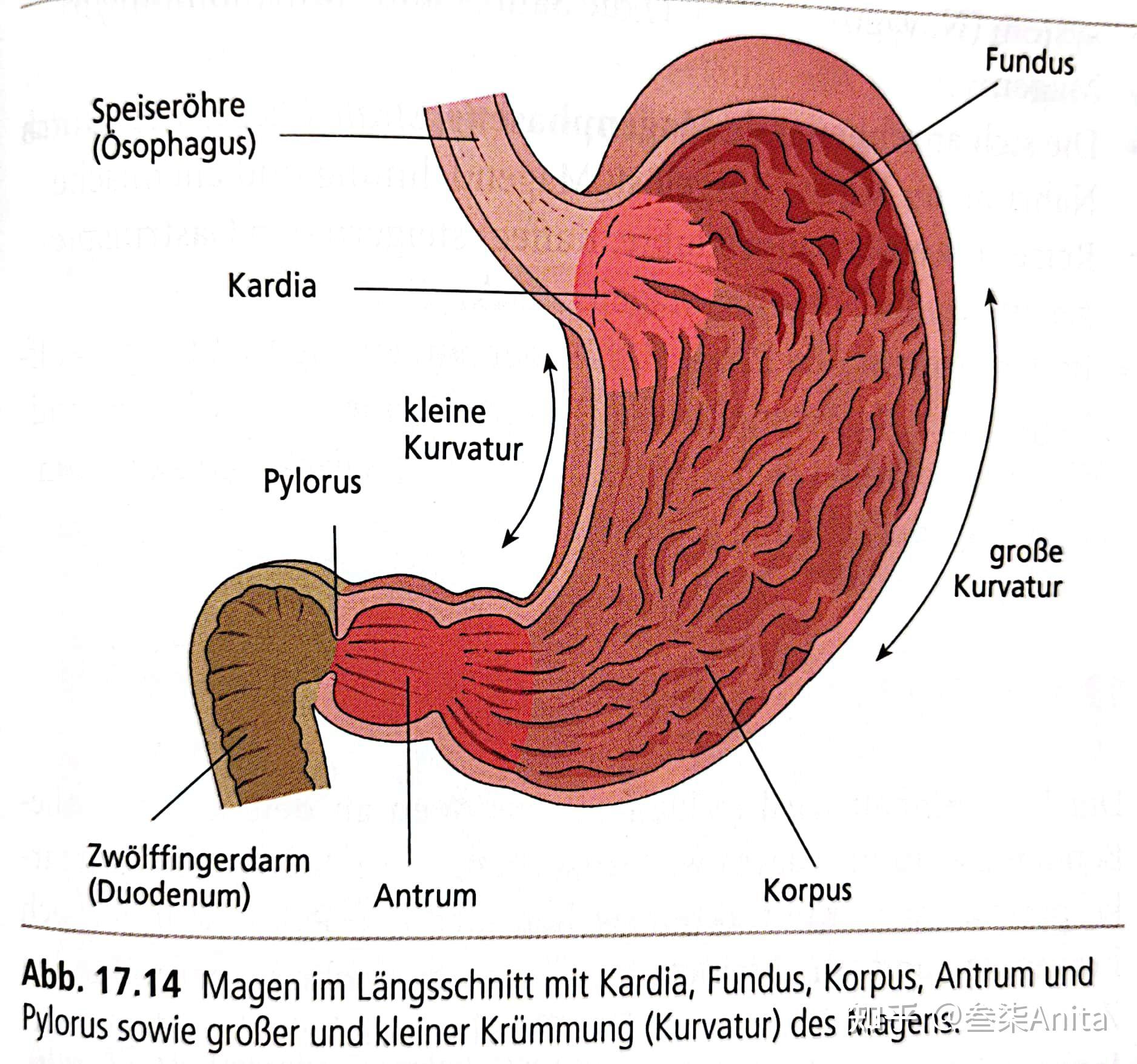 食管及三个生理性狭窄(后面观)食道与呼吸道口腔腺及其排泄管道不同