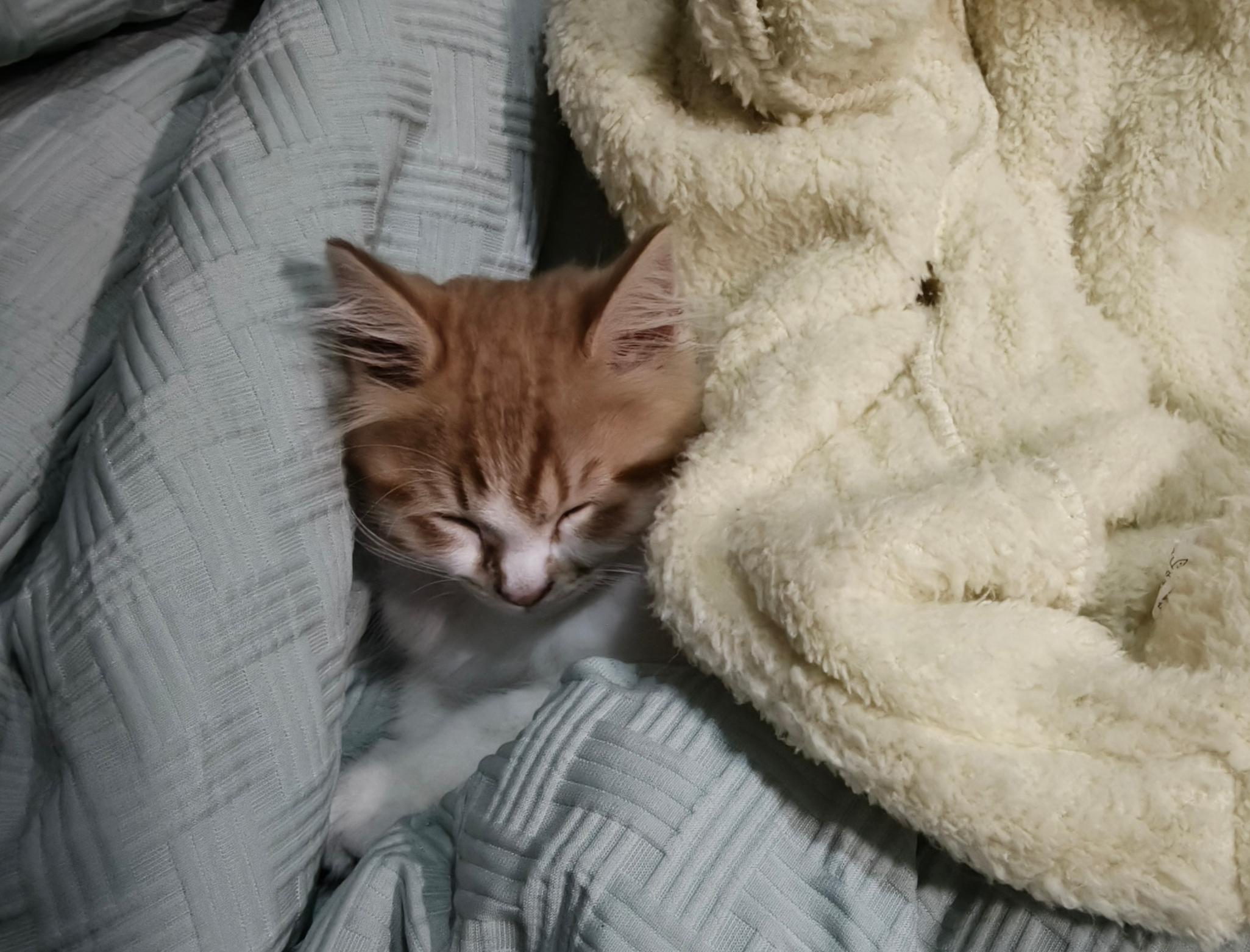 可以分享一张你家猫睡觉的照片吗?