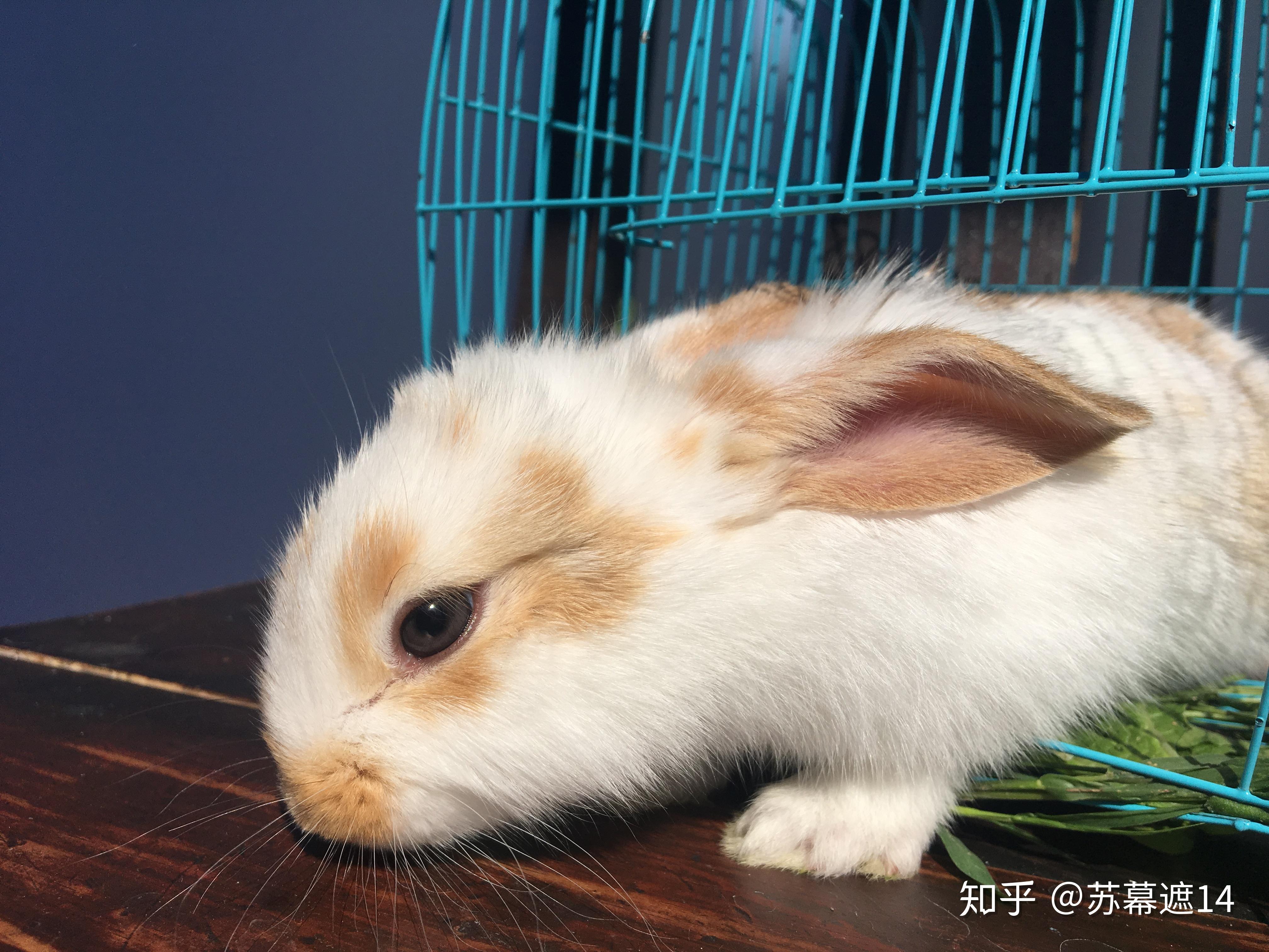 兔子冬天其实怕冷吧