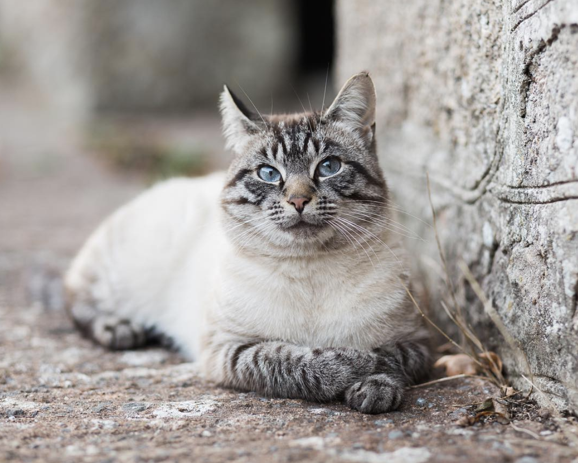 吸猫大会 混血猫雪虎bergamot 知乎 吸猫大会 混血猫雪虎bergamot 知乎