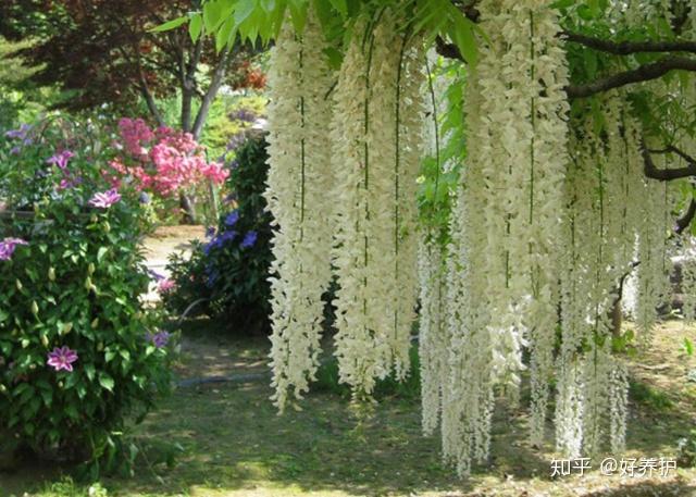 藤本植物的氣勢美植物也可以這麼強大