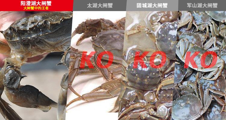 哪里的大闸蟹最接近阳澄湖 v2-2a257684c69fda04755d8ffd4a62fe40_r.jpg