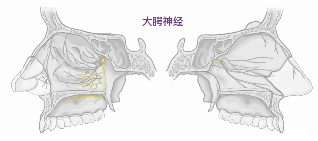人体解剖学基础:鼻子 - 知乎