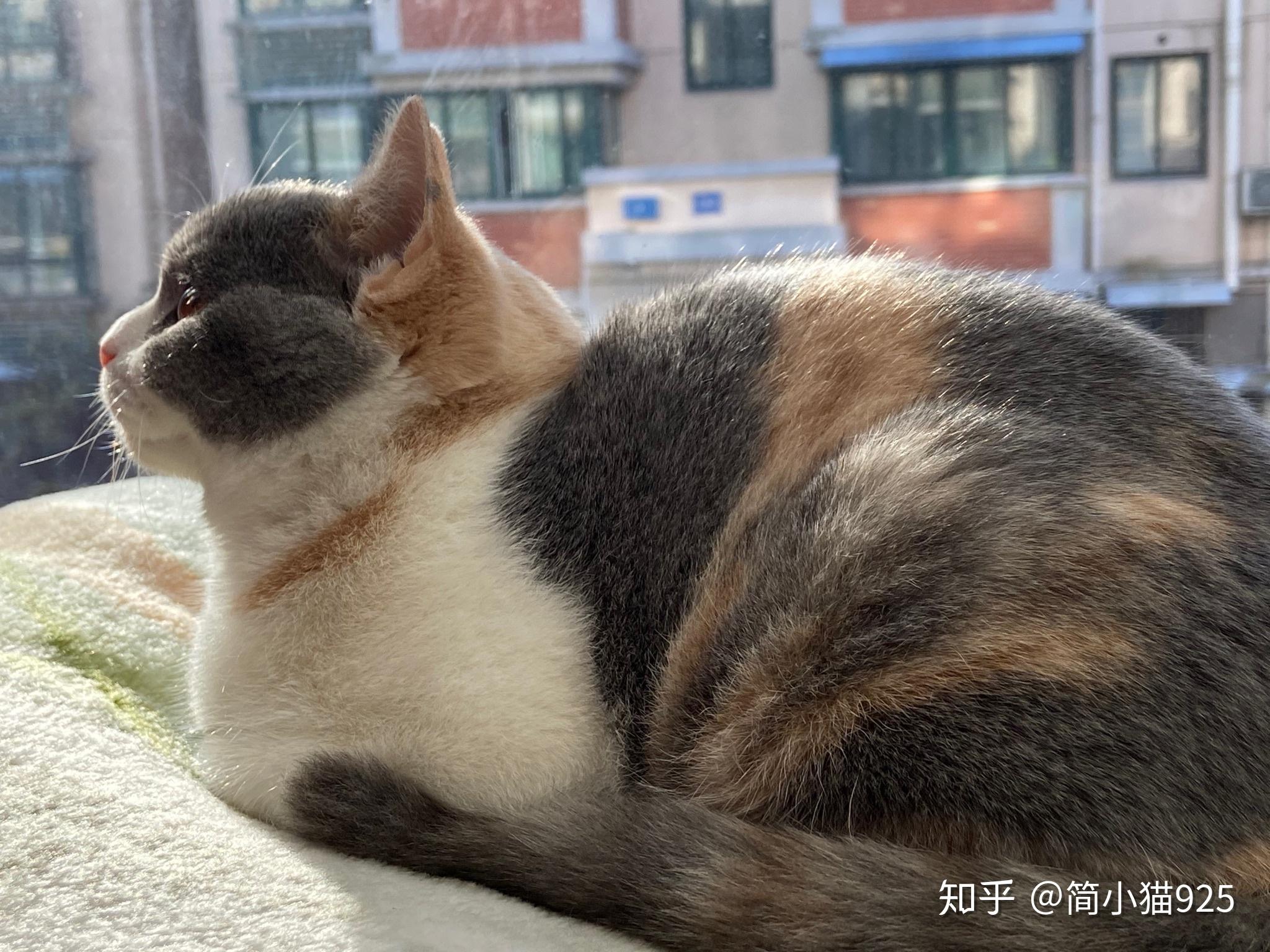 我家是三花英短还是串儿