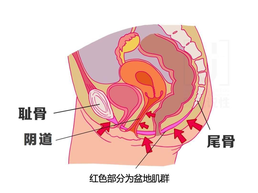 簡單又易學的鍛鍊盆底肌方法不花一分錢就能提高愛愛的滿意度