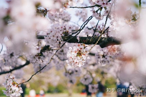日本九州 闲逛小城 偶遇一场樱花雨 知乎