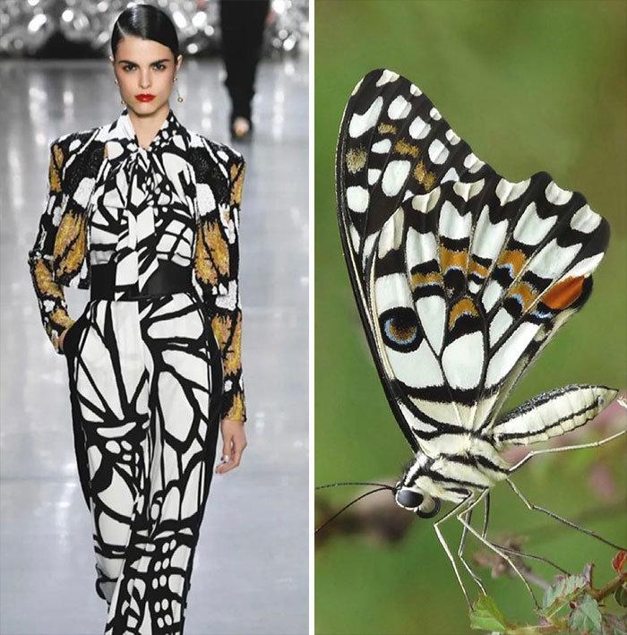 服装设计丨大自然中充满了源源不断灵感看看这些有趣设计灵感来源吧